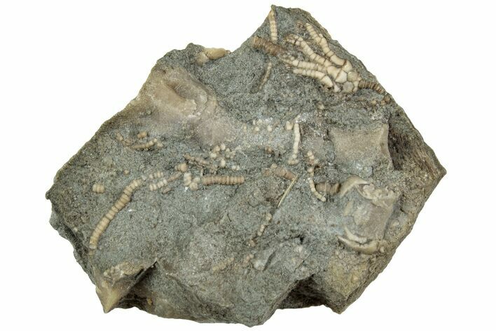 Fossil Crinoid (Cercidocrinus) - Gilmore City, Iowa #232264